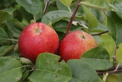 Omena 'Siloposken Aikainen ®' Hillittykasvuinen