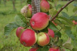 Omena 'Siloposken Aurinkoinen ®'