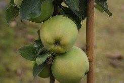 Pilariomenapuu ` President`