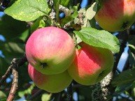 Omena 'Punakaneli' Hillittykasvuinen