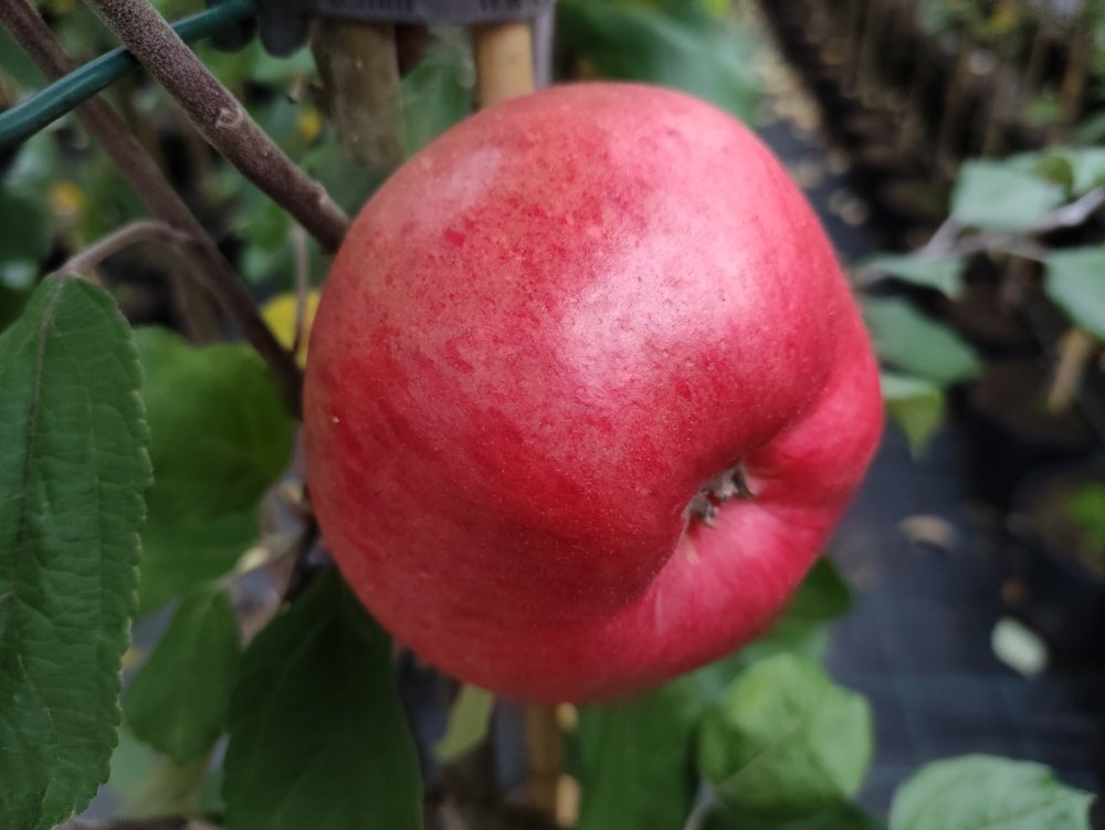 Omena ´Talvikaneli´