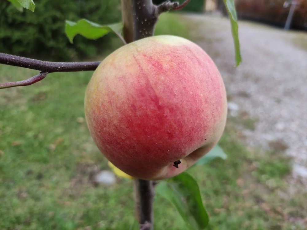 Omena ´Uusikaneli´