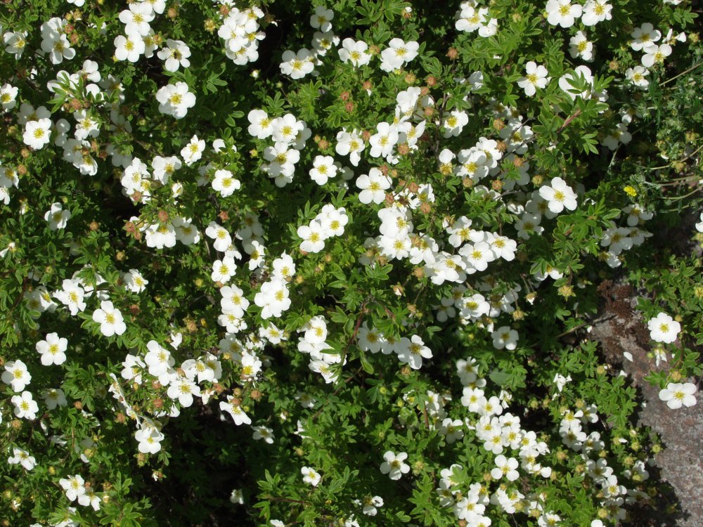 Pensashanhikki ' Abbotswood'