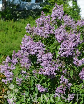 Puistosyreeni ´Ainola´