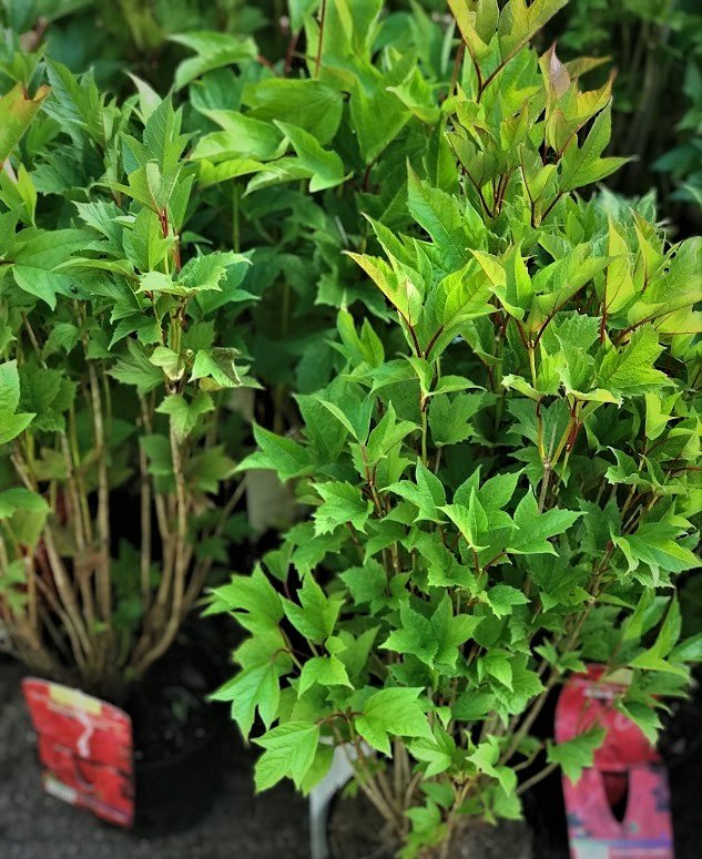 Amerikanheisi 'Alfredo'