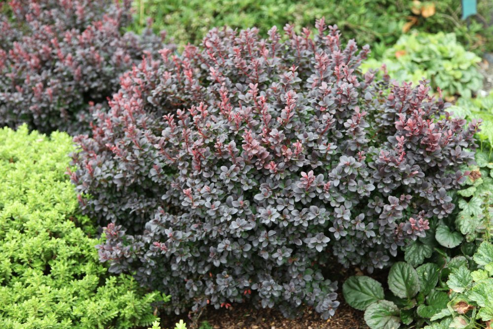 Japaninhappomarja ´Concorde´