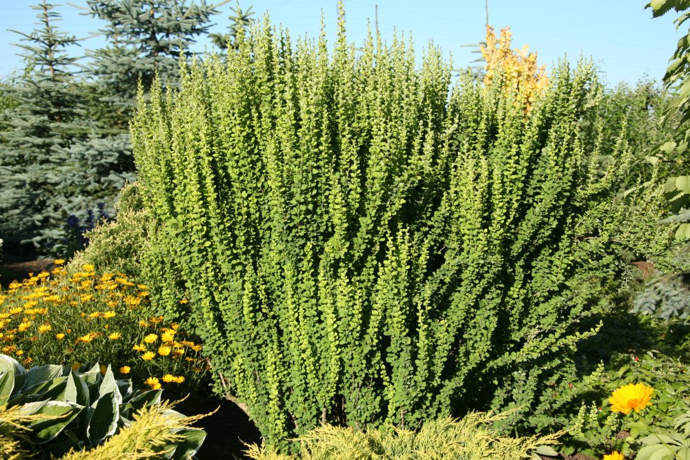 Japaninhappomarja ´Erecta´