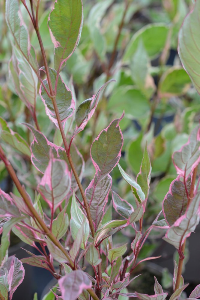 Pensaskanukka 'Miracle'