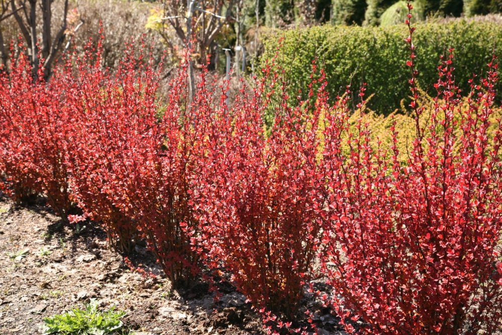 Japaninhappomarja ´Red Rocket´