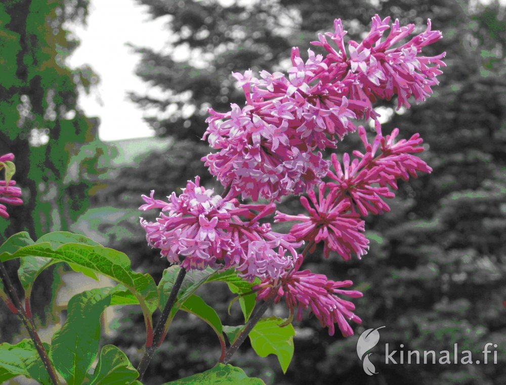 Kaarisyreeni `Veera`