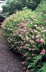 Keijuangervo 'Little Princess'