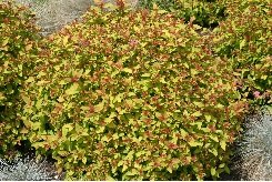 Keltajapaninangervo 'Magic Carpet'