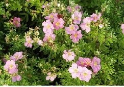 Pensashanhikki ´Lovely Pink´