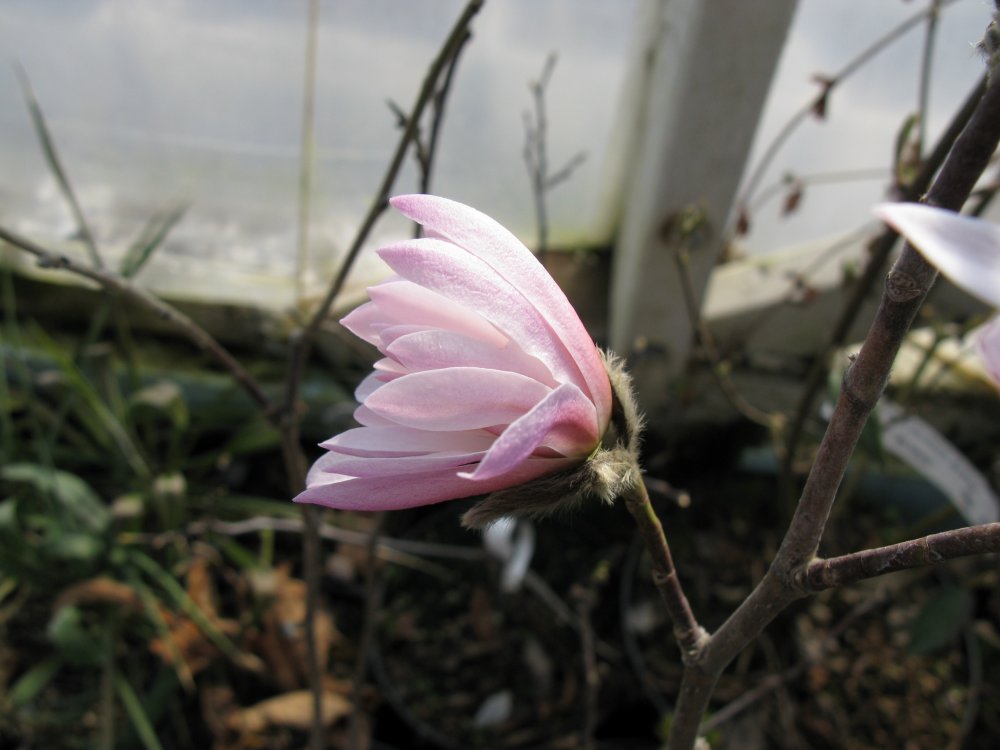 Tähtimagnolia ´Rosea´