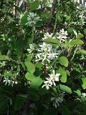 Marjatuomipihlaja ( Saskatoon ) 'Smoky'