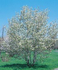 Marjatuomipihlaja, aitataimi