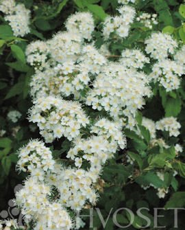 Kiiminginangervo ´Martti´ FinE