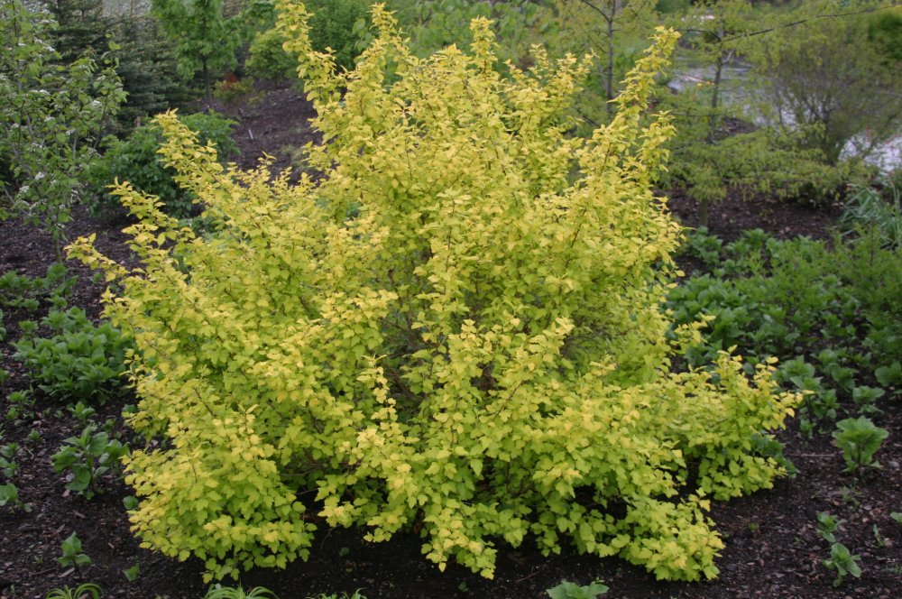 Keltaheisiangervo ´Dart´s Golds´