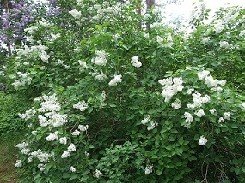 Pihasyreeni, valkoinen