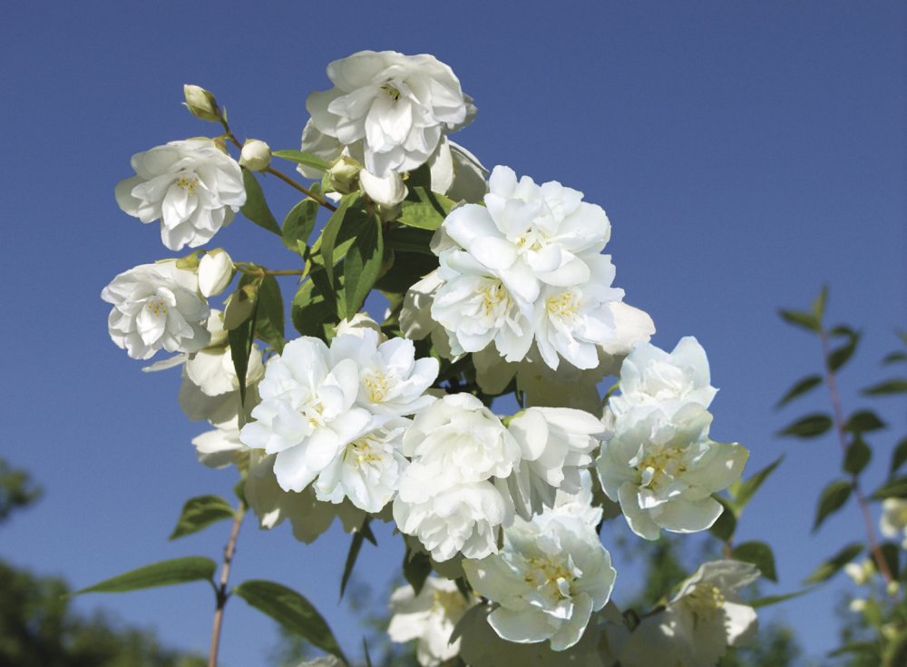 Pikkujasmike ´Snowbelle´