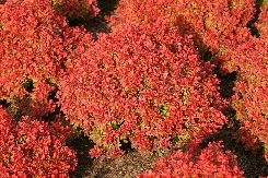 Purppurahappomarja 'Admiration'