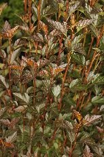 Kääpiöheisiangervo ´Little Devil´