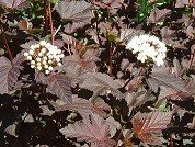 Purppuraheisiangervo 'Diabolo '