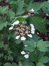 Rusoheisi 'Onondoga'