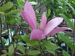 Sihteerikkömagnolia 'Susan'