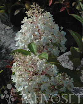 Syyshortensia 'Silver Dollar'