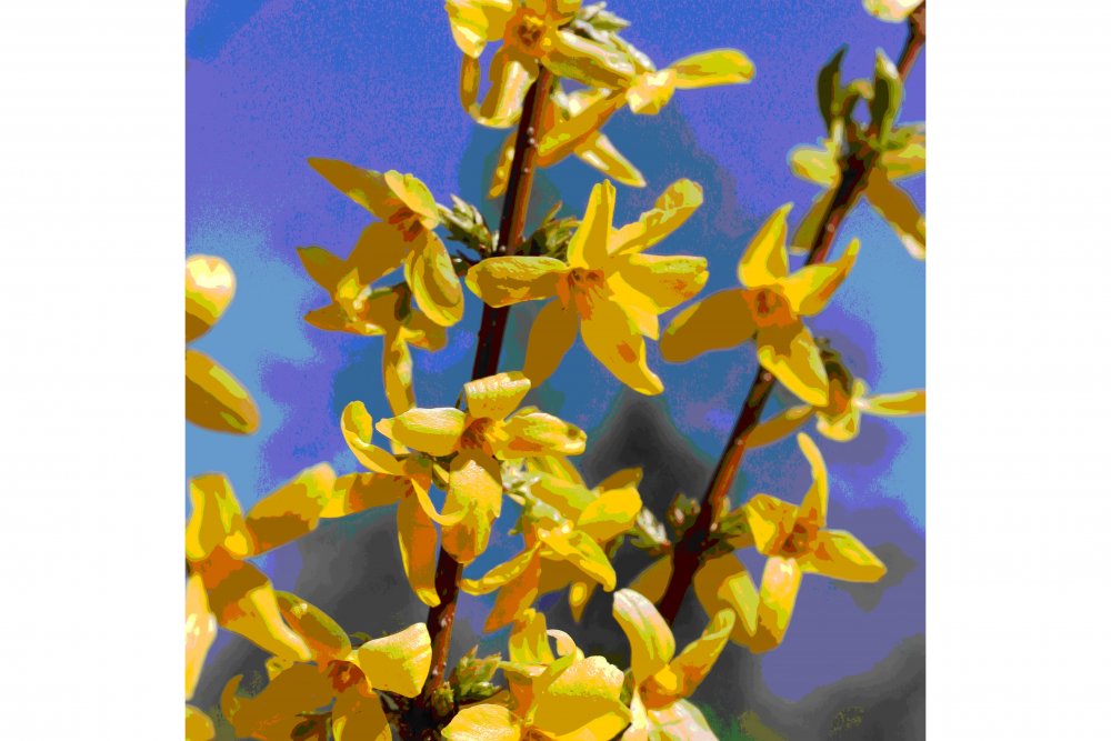 Siro-onnenpensas 'Maluch'