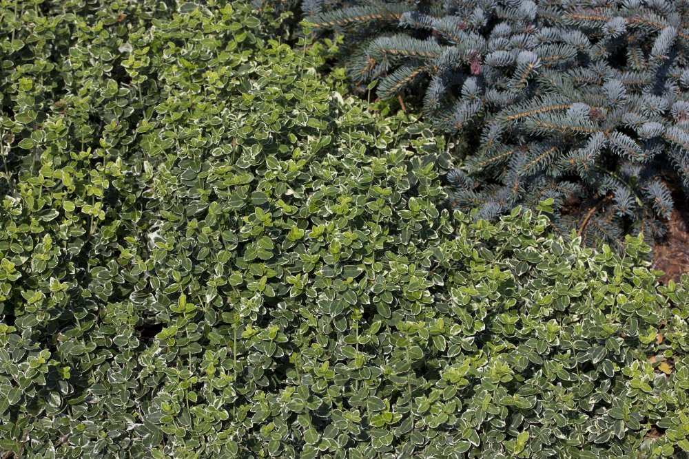 Suikerosorvarinpensas 'Variegata'