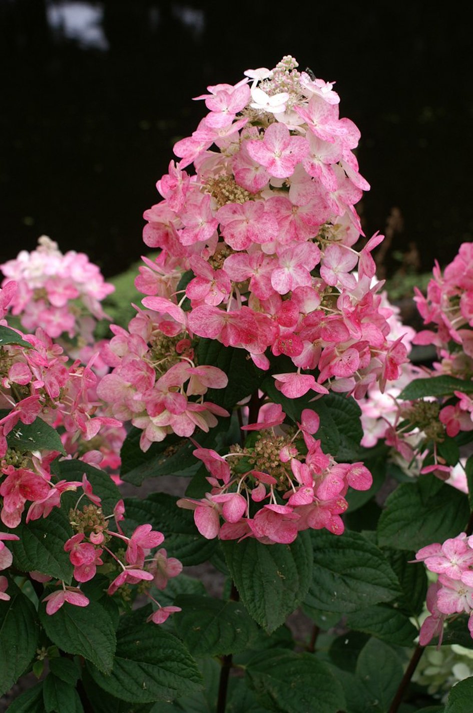 Syyshortensia 'Magical Fire'