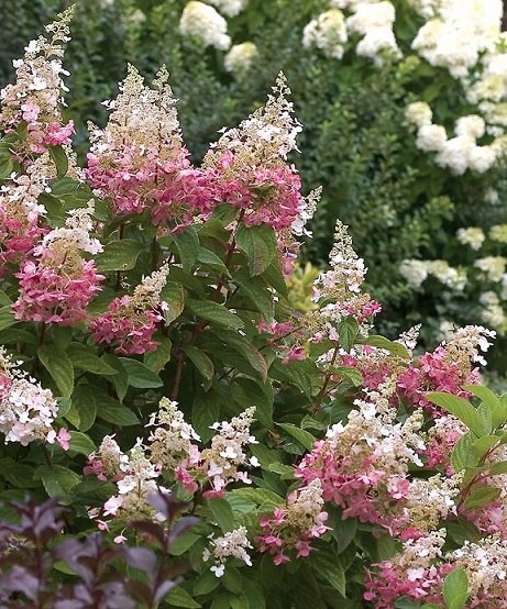 Syyshortensia 'Pinky Winky'