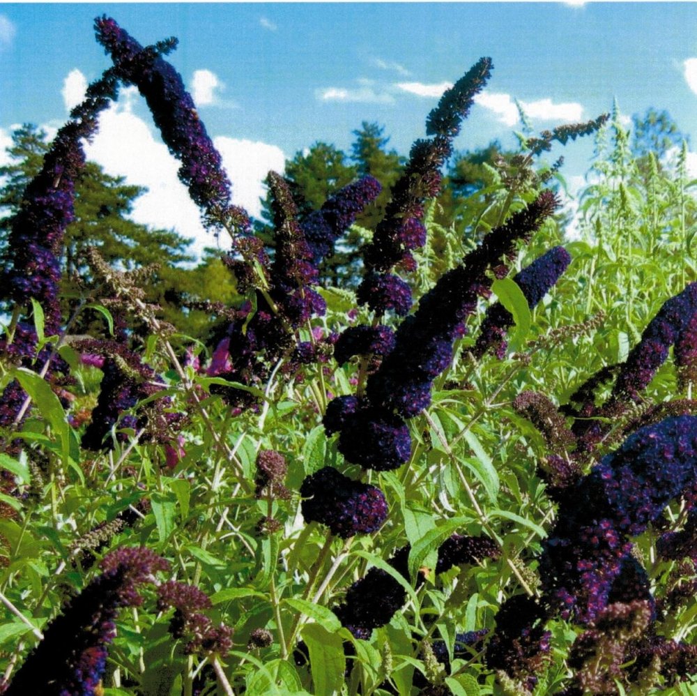 Syyssyrikkä 'Black Knight'