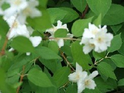 Tähtijasmike 'Waterton'