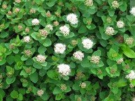 Verhoangervo 'Lumikki'