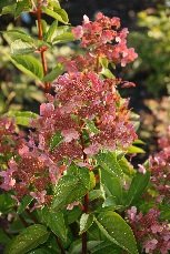 Syyshortensia 'Wims's Red'