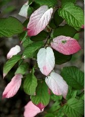 Kiinanlaikkuköynnös ´Adam´