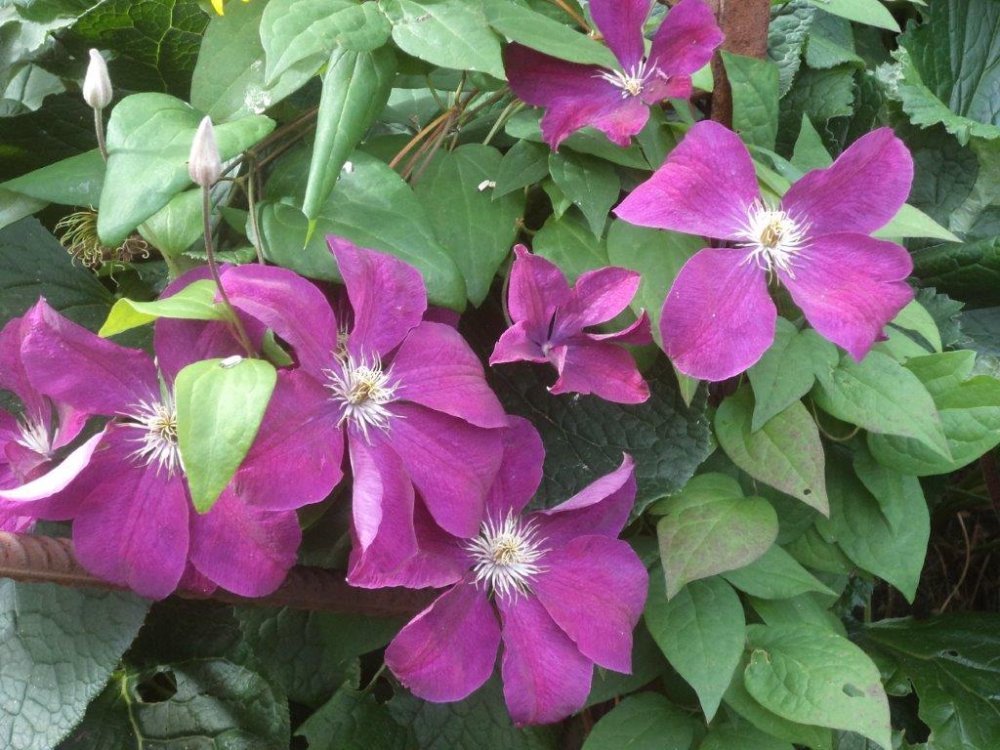 Loistokärhö ´Jackmanii´