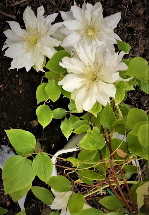 Loistokärhö 'First Love'