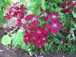 Loistokärhö ´Rouge Gardinal´