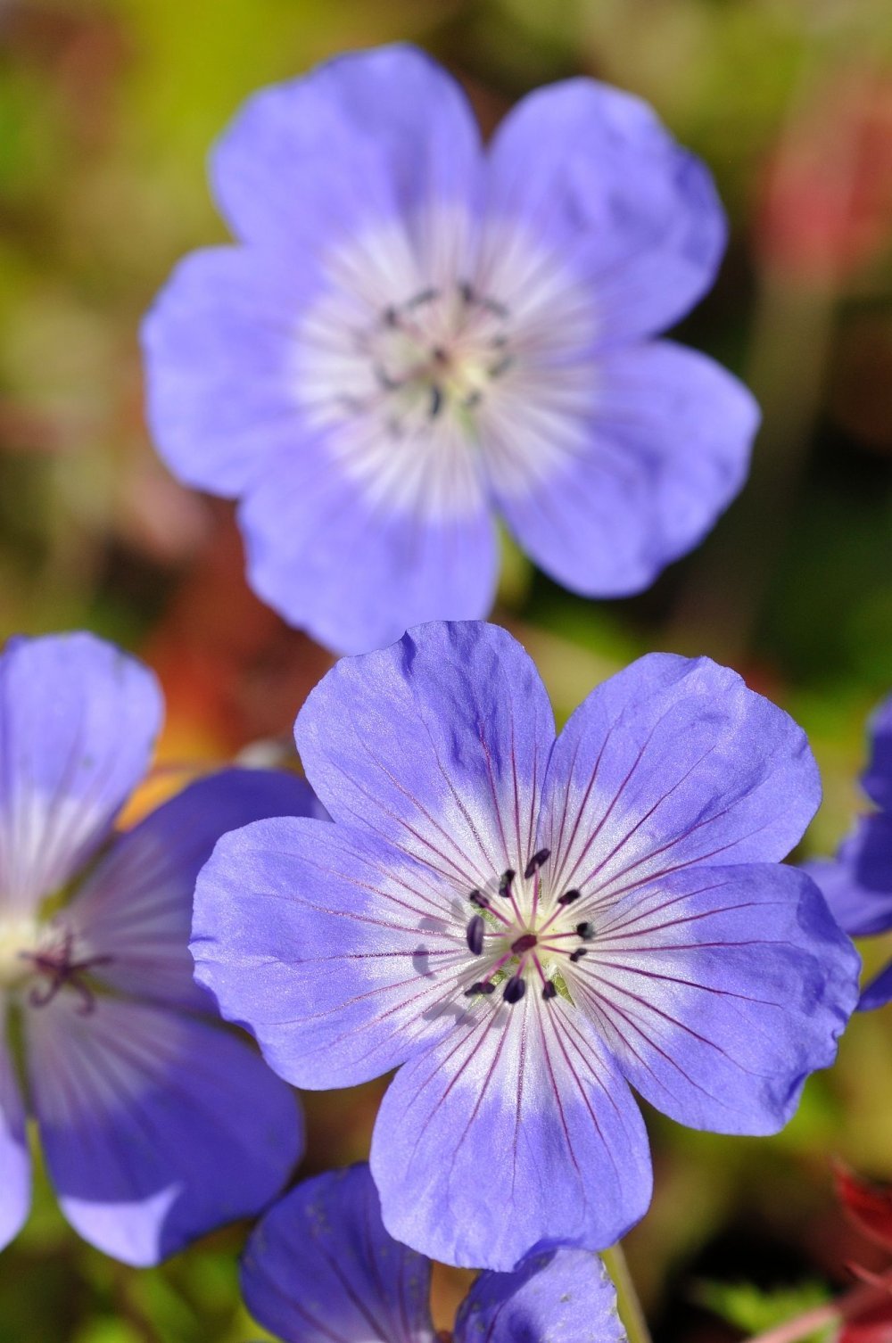 Jalokurjenpolvi Rozanne