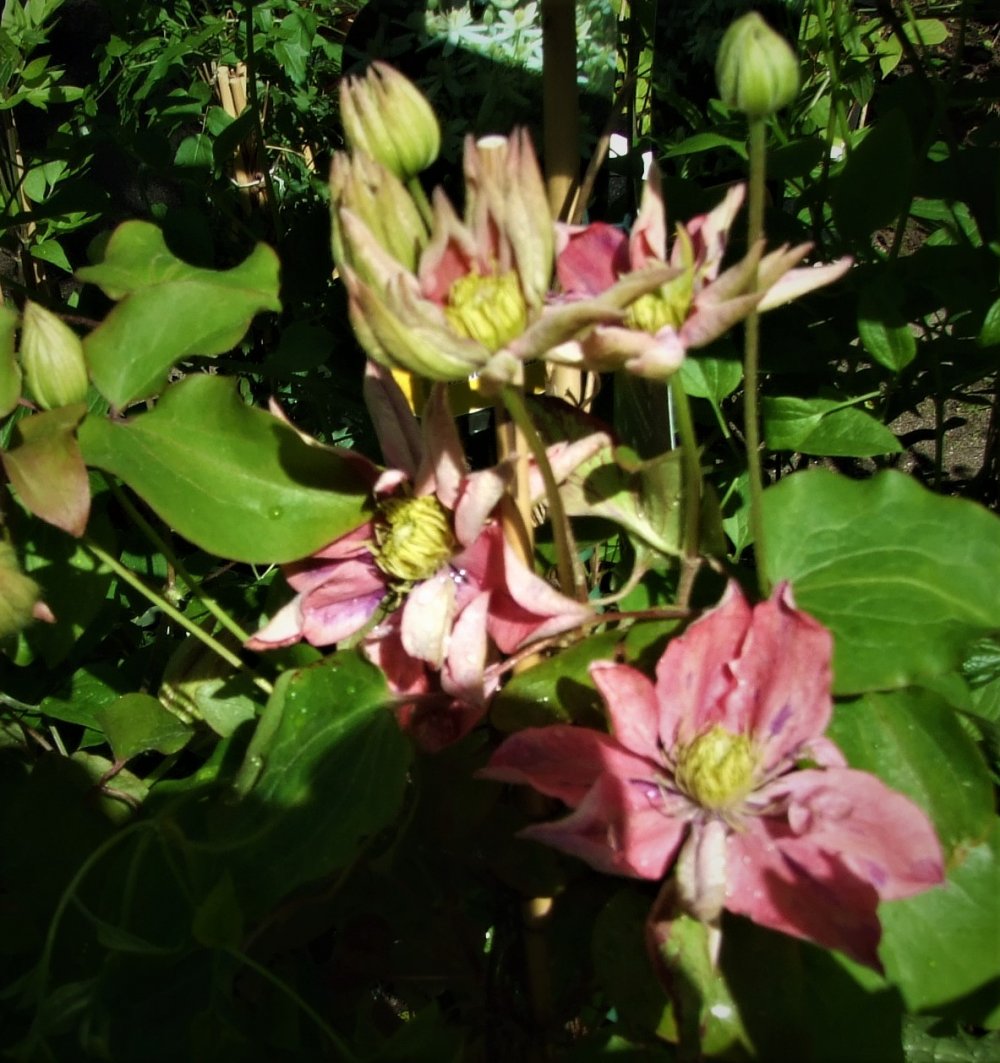 Loistokärhö ´Little Mermaid´