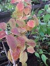 Kiinanlaikkuköynnös `Dr . Szymanowski`