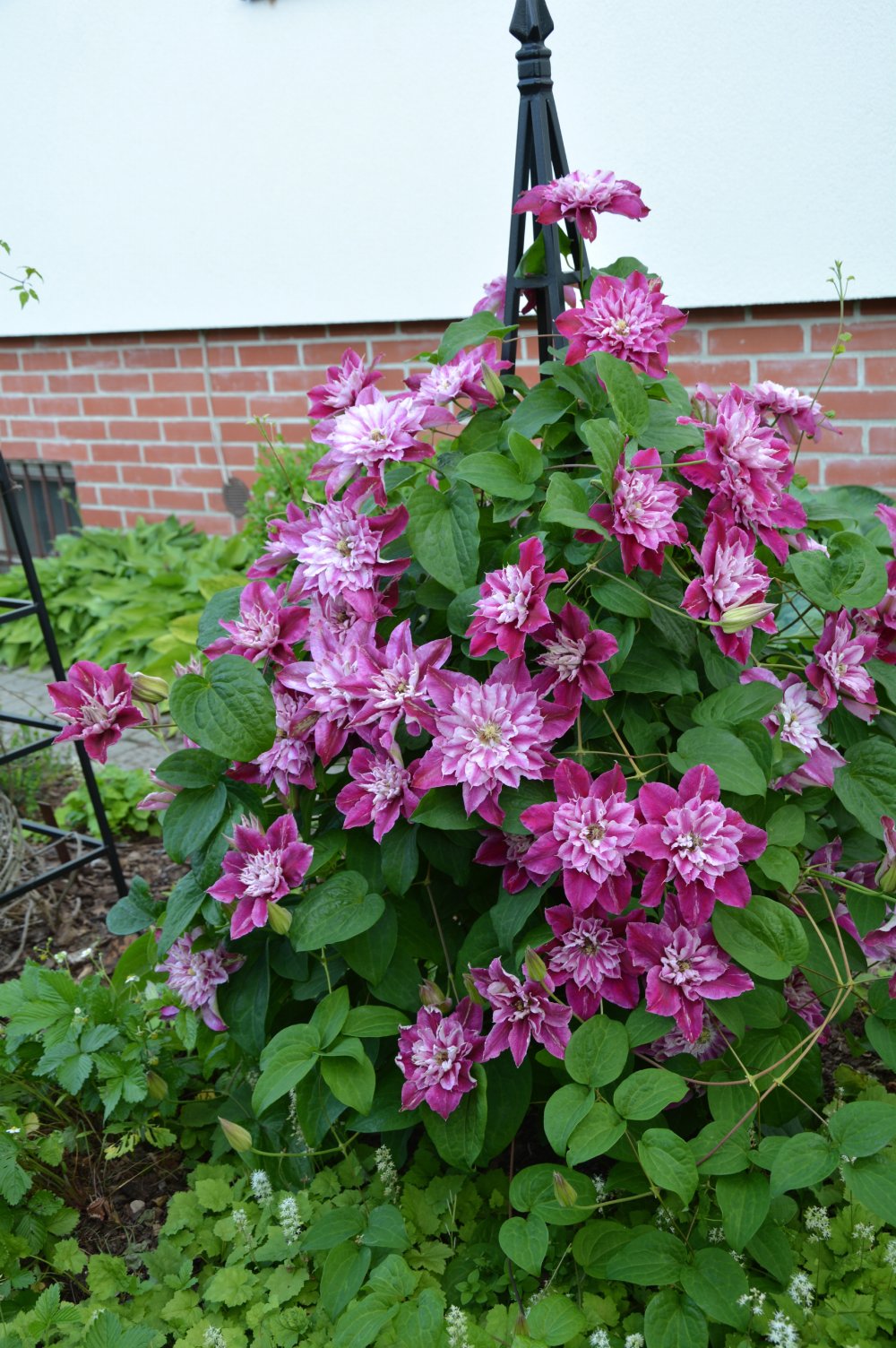 Loistokärhö 'My Darling'