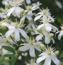 Lumikärhö 'Paul Farges'/'Summer Snow'