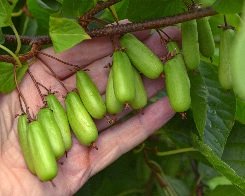 Japaninlaikkuköynnös 'Vitikiwi'