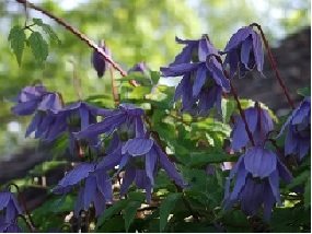 Tarha-alppikärhö 'Pamela Jackman'