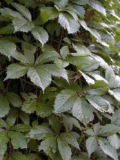 Säleikkövilliviini